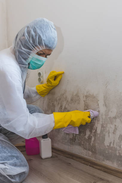 Best Industrial Mold Remediation  in Olivia, MN