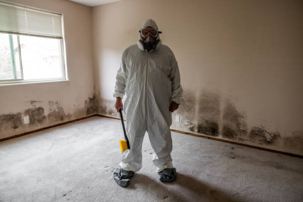 Environmental Consulting for Mold Prevention in Olivia, MN